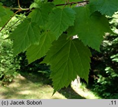 Acer spicatum (klon kłosowy)