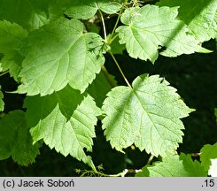 Acer spicatum (klon kłosowy)