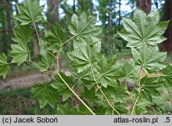 Acer circinatum (klon okrągłolisty)