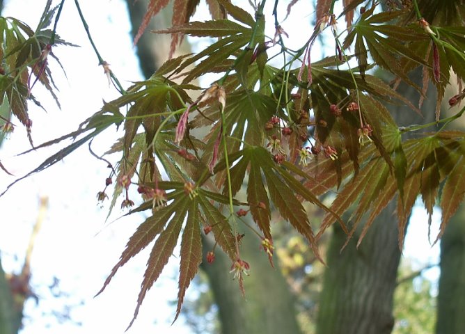 Acer palmatum Heptalobum Elegans