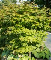 Acer palmatum ssp. amoenum