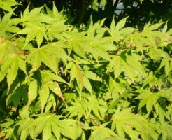 Acer palmatum ssp. amoenum