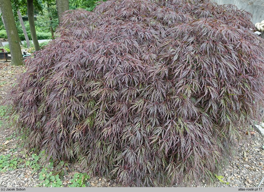 Acer palmatum Inaba Shidare