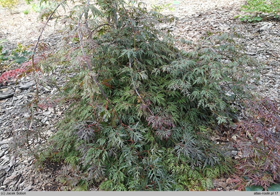 Acer palmatum Orangeola