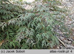 Acer palmatum Orangeola