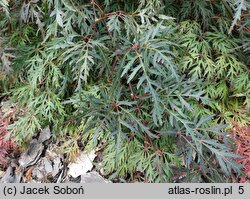 Acer palmatum Orangeola