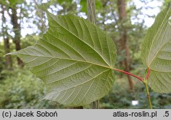 Acer pensylvanicum (klon pensylwański)
