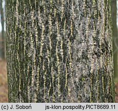 Acer platanoides (klon pospolity)