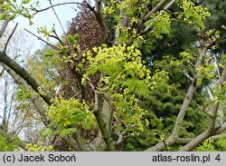 Acer platanoides Lorbergii