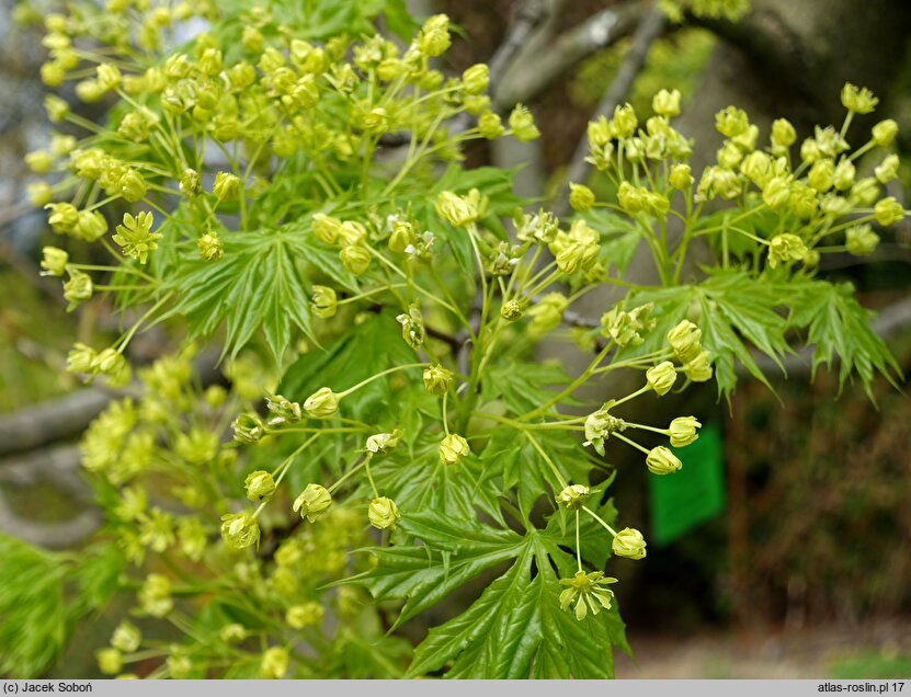 Acer platanoides Lorbergii