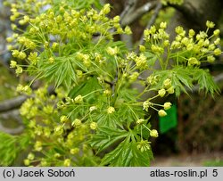 Acer platanoides Lorbergii