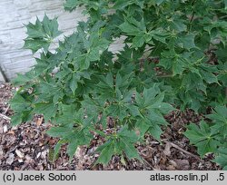 Acer platanoides Maltese Cross