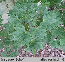 Acer platanoides Maltese Cross