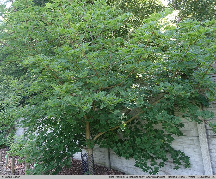 Acer platanoides Maltese Cross