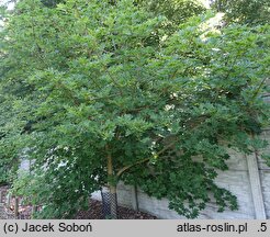 Acer platanoides Maltese Cross