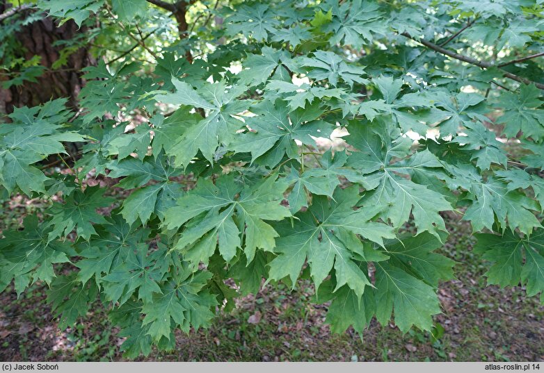 Acer platanoides Palmatifidum