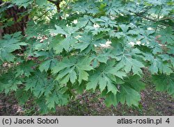 Acer platanoides Palmatifidum