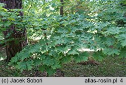 Acer platanoides Palmatifidum