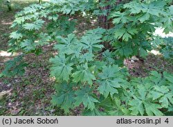 Acer platanoides Palmatifidum