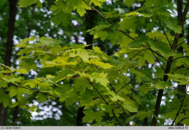 Acer platanoides Princeton Gold