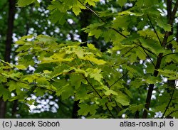 Acer platanoides Princeton Gold