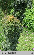 Acer platanoides Rezek