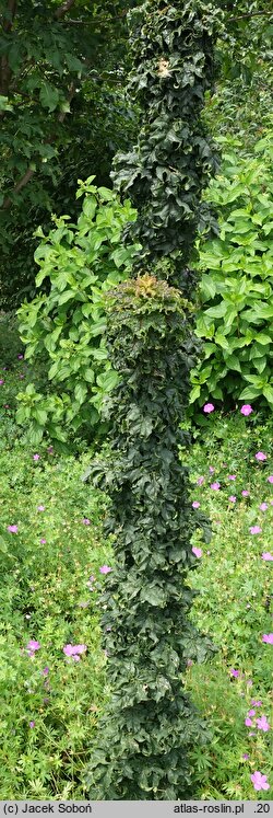 Acer platanoides Rezek