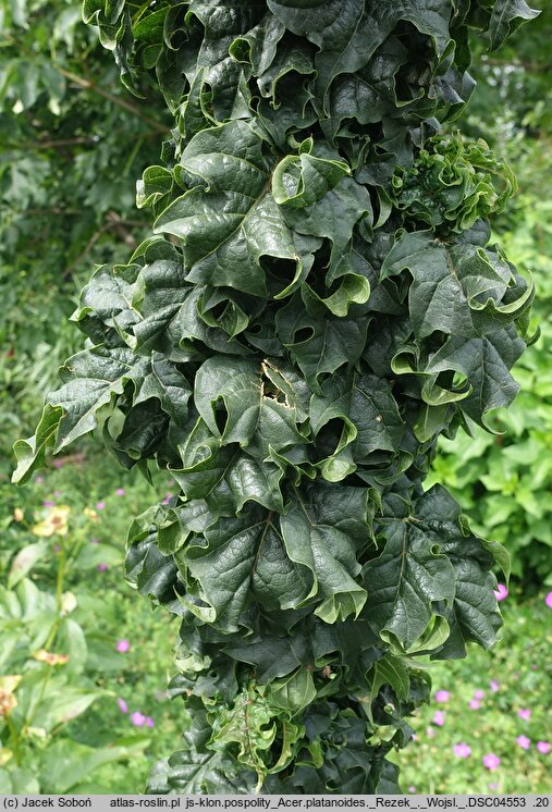 Acer platanoides Rezek