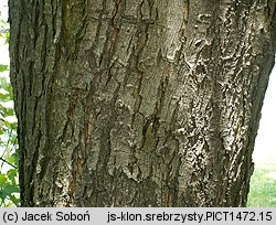 Acer saccharinum (klon srebrzysty)