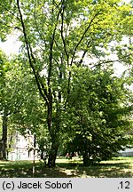 Acer saccharinum (klon srebrzysty)