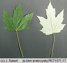 Acer saccharinum (klon srebrzysty)