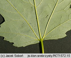 Acer saccharinum (klon srebrzysty)