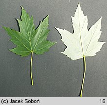 Acer saccharinum (klon srebrzysty)