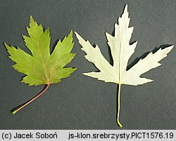 Acer saccharinum (klon srebrzysty)