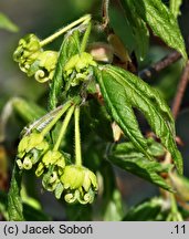 Acer griseum (klon strzępiastokory)