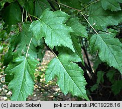 Acer tataricum (klon tatarski)