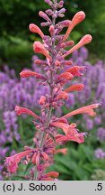 Agastache Cupido