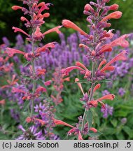 Agastache Cupido