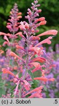 Agastache Cupido