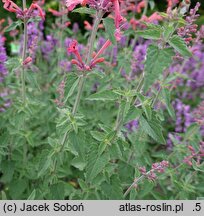 Agastache Cupido