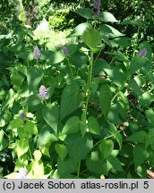 Agastache Golden Jubilee