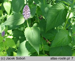 Agastache Golden Jubilee