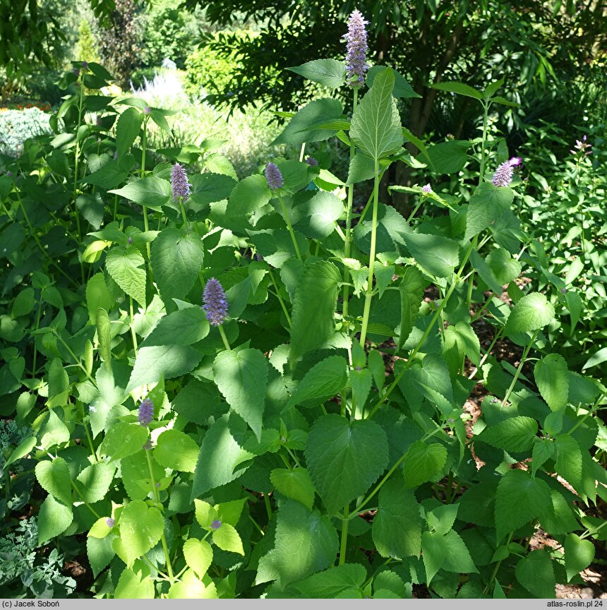 Agastache Golden Jubilee