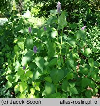 Agastache Golden Jubilee