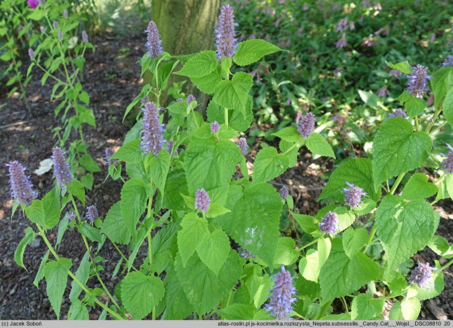 Nepeta subsessilis Candy Cat