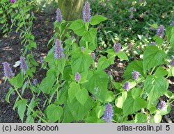 Nepeta subsessilis Candy Cat