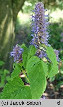 Nepeta subsessilis Candy Cat