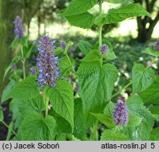 Nepeta subsessilis Candy Cat