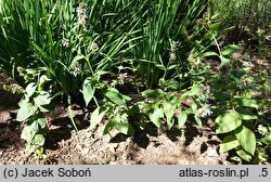 Nepeta subsessilis Laufen
