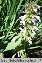 Nepeta subsessilis Laufen